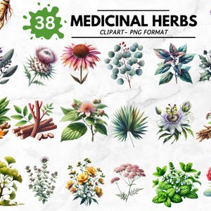 Aquarela Ervas Medicinais Clipart Remédios Herbais PNG Ilustrações de Plantas Botânicas Ervas de Jardim Png Planta Curativa Clipart Download Instantâneo