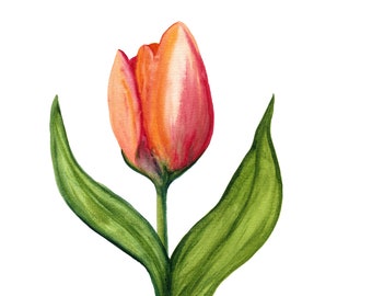 Tulip In Watercolor | Giclée Print