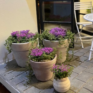 以下が含まれることがあります： 鮮やかな紫色の花と緑の葉で満たされたミニチュアテラコッタの植木鉢。 ポットはサイズと形状が異なり、魅力的なディスプレイを作成します。 白い椅子とテーブルがあり、趣のある屋外カフェの雰囲気を醸し出しています。