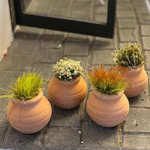May include: Four small terracotta pots, each filled with different types of greenery. The pots are round with ribbed sides. The plants include green grass, white flowers, and orange-tipped grass. The pots are arranged on a grey stone surface.