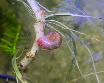 Pink Ramshorn Snails