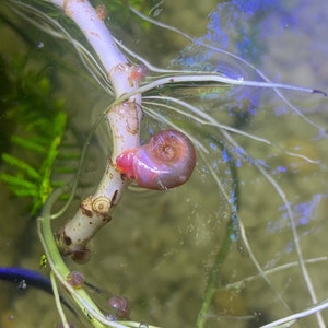 Pink Ramshorn Snails