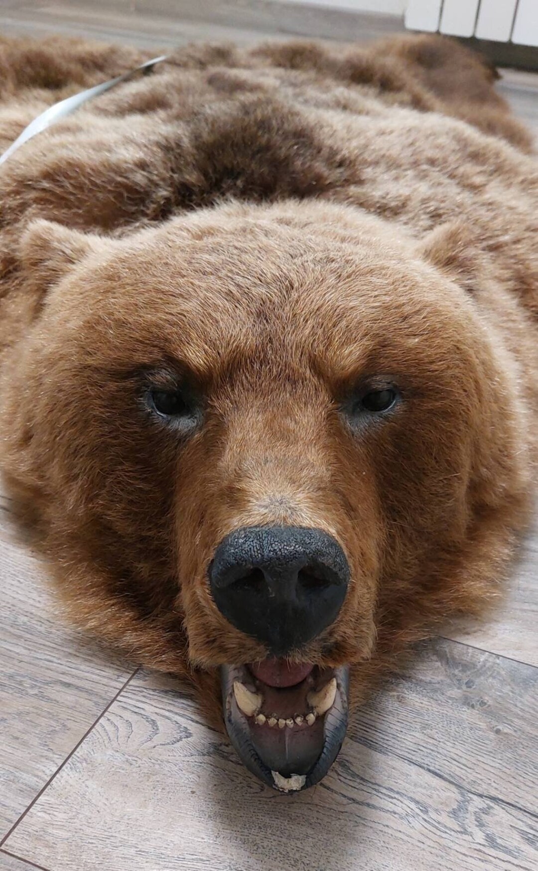 Taxidermy Rug 3D Giant A Luxurious Soft Addition To Your Home Quiet taxidermy-rug-3d-giant-a-luxurious-soft-addition-to-your-home-quiet