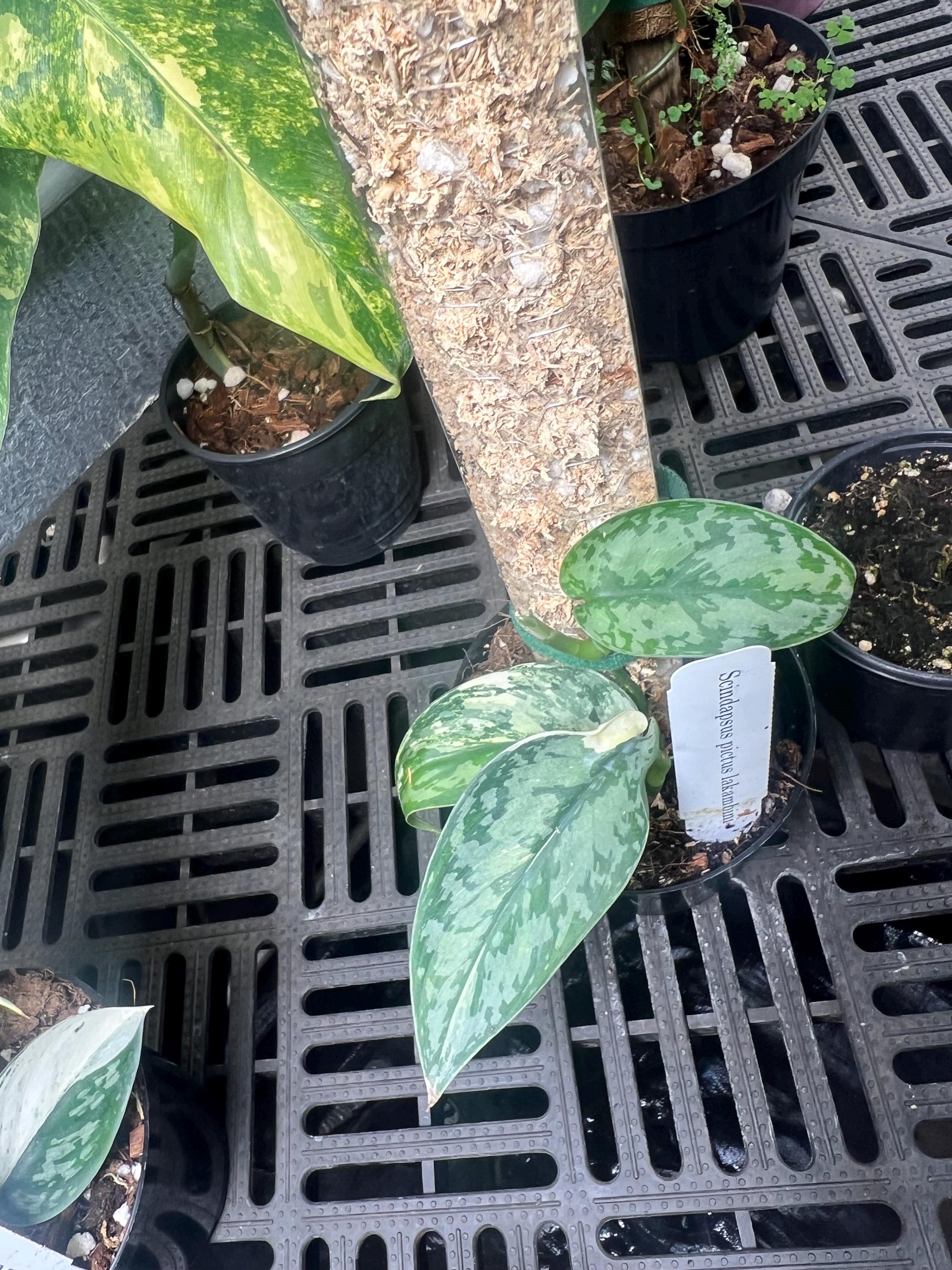 レア！ Scindapsus Lakambini スキンダプサス・ラカンビニ