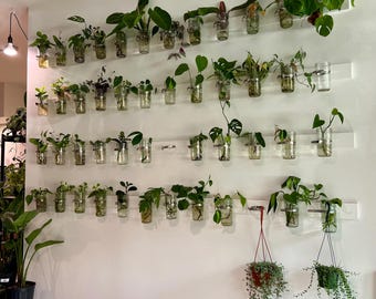 Miscellaneous Rooted Variety  - Plant Cuttings Propagations