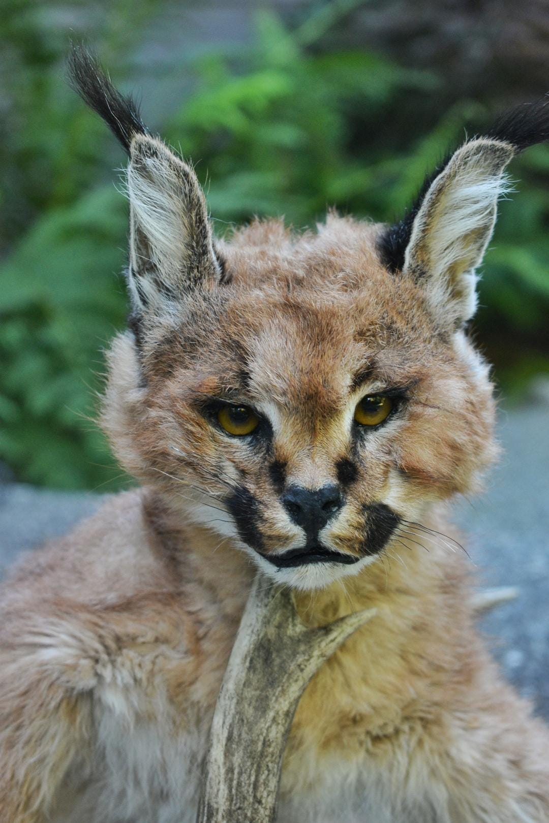 Cat Breed Siberian Caracal Kitten Domestic Cat That Looks Selling