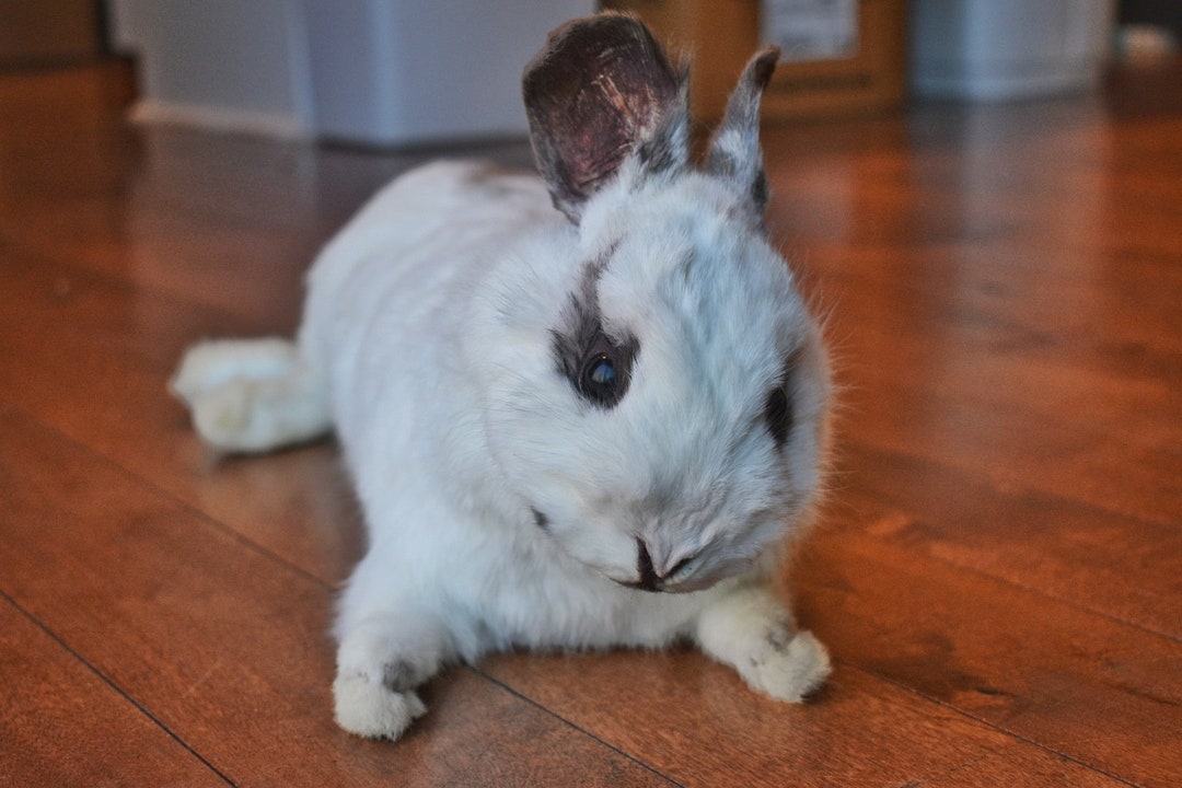 Soft Rabit Bunny Rabbit Soft Mount Taxidermy - Etsy