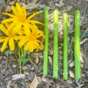 10+ Mexican Sunflower Cuttings - Fresh - 8 Inches - Tithonia Diversifolia