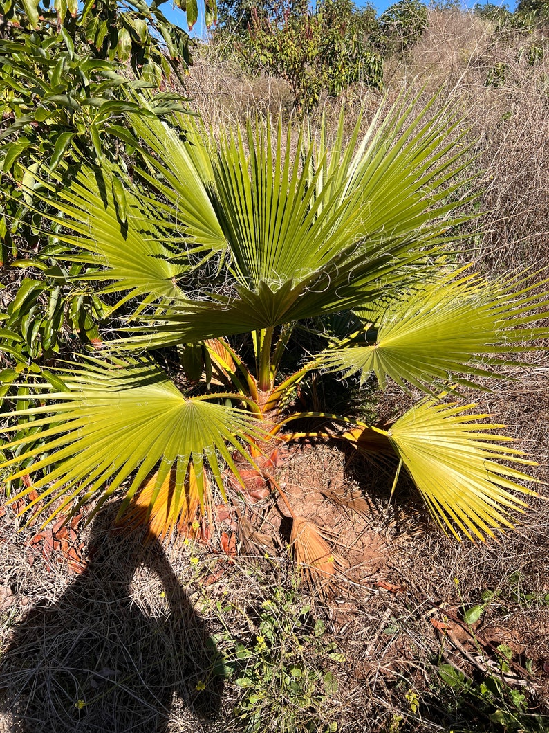 24 Mexican Fan Palm washingtonia Robusta Etsy