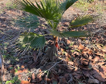24+” Mexican Fan Palm (Washingtonia Robusta)