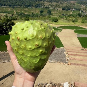 May include: A green, spiky fruit with a textured surface. The fruit is being held in a hand.