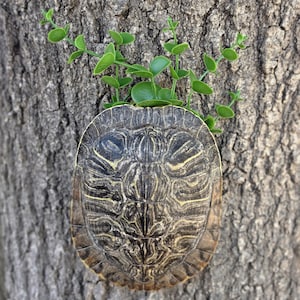 May include: A turtle shell wall planter featuring a dark brown and tan patterned carapace with a textured surface. The shell contains a small artificial green plant with thin stems and rounded leaves extending from the top opening.
