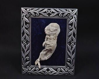 xs hairless bunny mummified framed