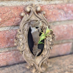 May include: A wall-mounted decorative plaque featuring an ornate, weathered brown wooden frame with scrollwork details. Inside the oval black center, a small, dried, skeletal-like figure is displayed alongside a small sprig of green plastic leaves.