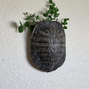 May include: A dark brown and black turtle shell wall mount featuring a textured, segmented surface. The shell is positioned vertically with a sprig of artificial green eucalyptus leaves extending from the top, creating a decorative wall display.