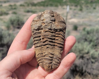 巨大なモロッコの三葉虫の化石、パラドキシダエ（マトリックス