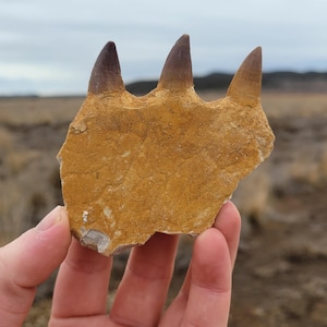 Well Preserved Mosasaur Jaw with Three Teeth from the Cretaceous Time Period - Natural Fossil Specimen from Morocco Africa