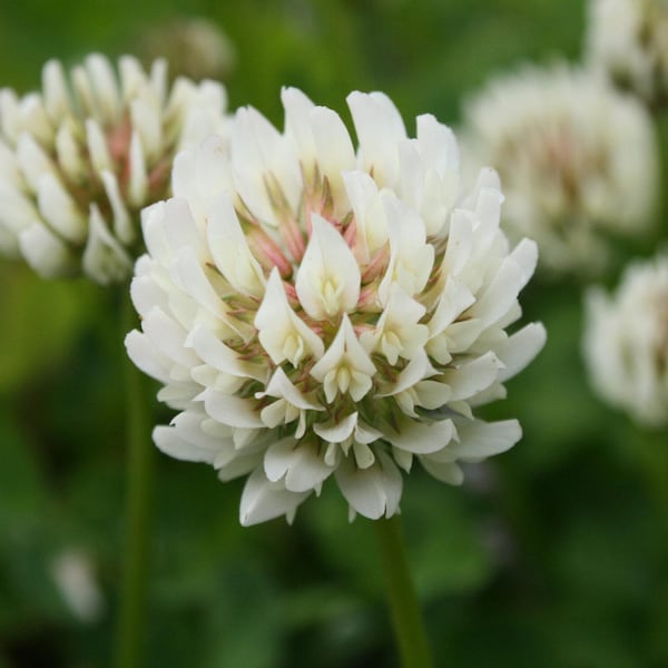 10 000 White Clover Seeds- Trifolium repens