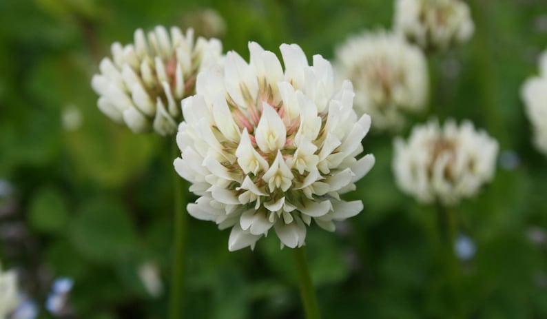 10 000 Graines de Trèfle Blanc Trifolium repens image 1