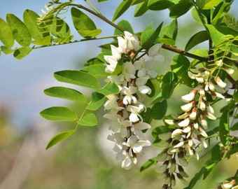 200 graines de robinier (Robinia pseudoacacia)