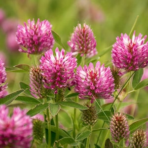 10 000 Red Clover Seed image 2