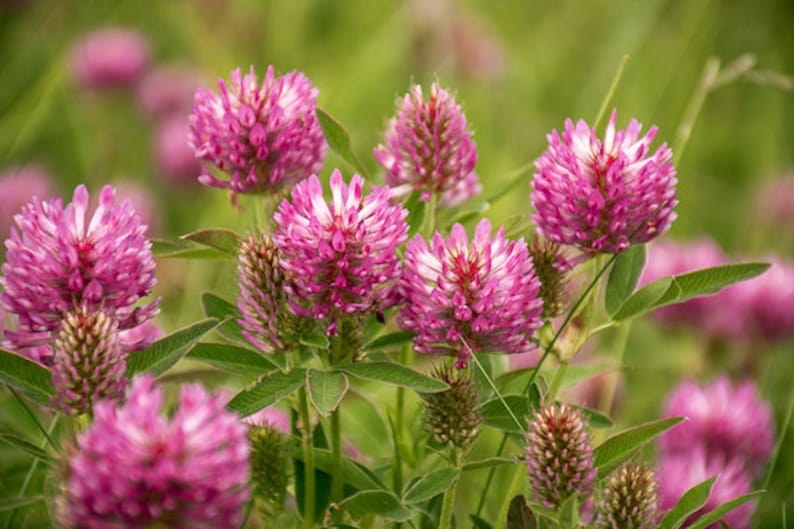 10 000 Red Clover Seed image 2