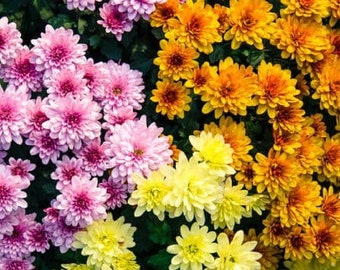 Indian chrysanthemum seeds