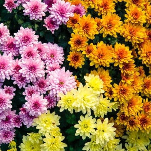 Indische Chrysantheme Samen