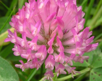 10 000 Red Clover Seed