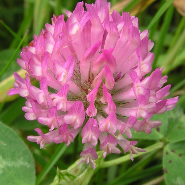 10 000 Red Clover Seed