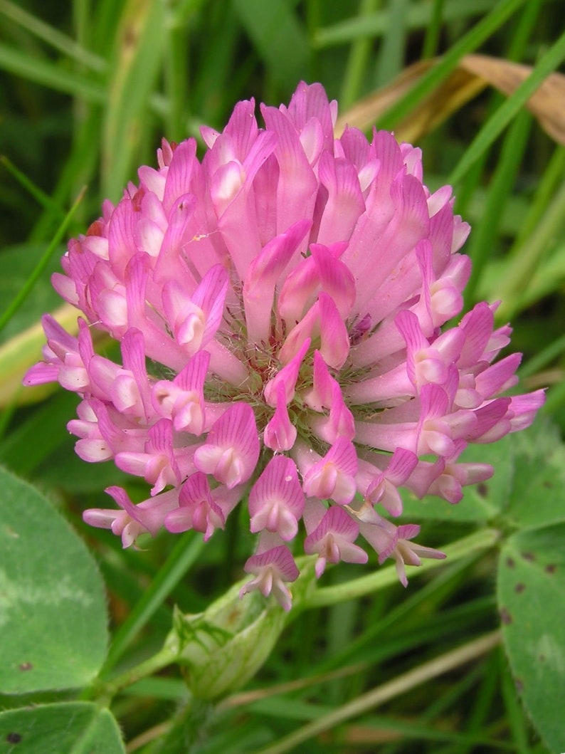 10 000 Red Clover Seed 画像 1