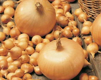 400 Onion Seeds-Stuttgarter