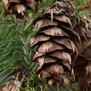 Puede incluir: Primer plano de una piña marrón con una superficie texturizada y escamas superpuestas. El cono está unido a una rama con agujas verdes.