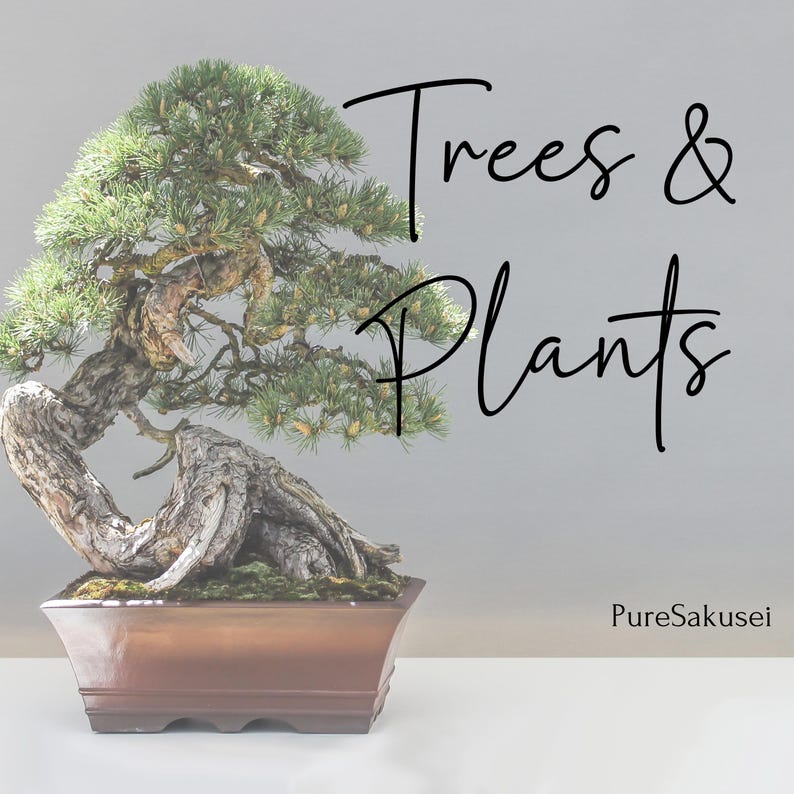 May include: A bonsai tree with green foliage and a thick, gnarled trunk, potted in a brown ceramic pot. The tree is against a light gray background with the text "Trees & Plants" and "PureSakusei" in black.