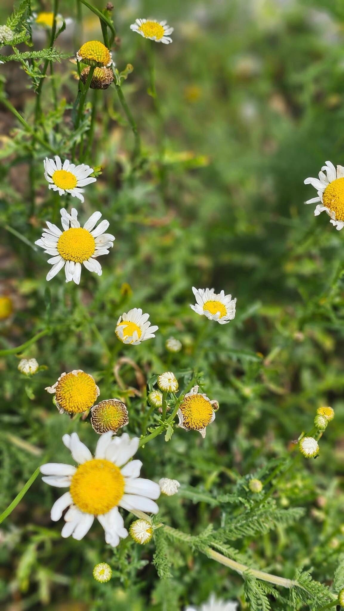 Live Oxeye Daisy Plant in Biodegradable Pot - Etsy