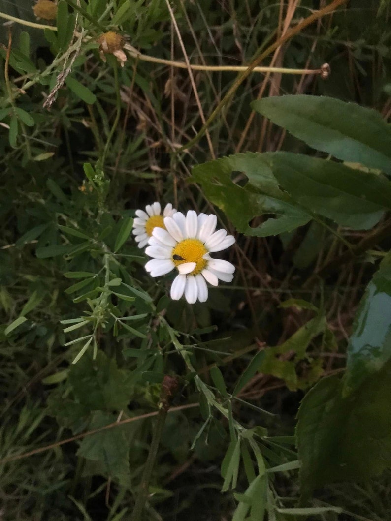 Live Oxeye Daisy Plant in Biodegradable Pot - Etsy