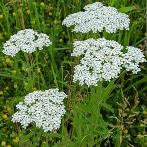 Dried Common Yarrow Herb Leaves and Flowers