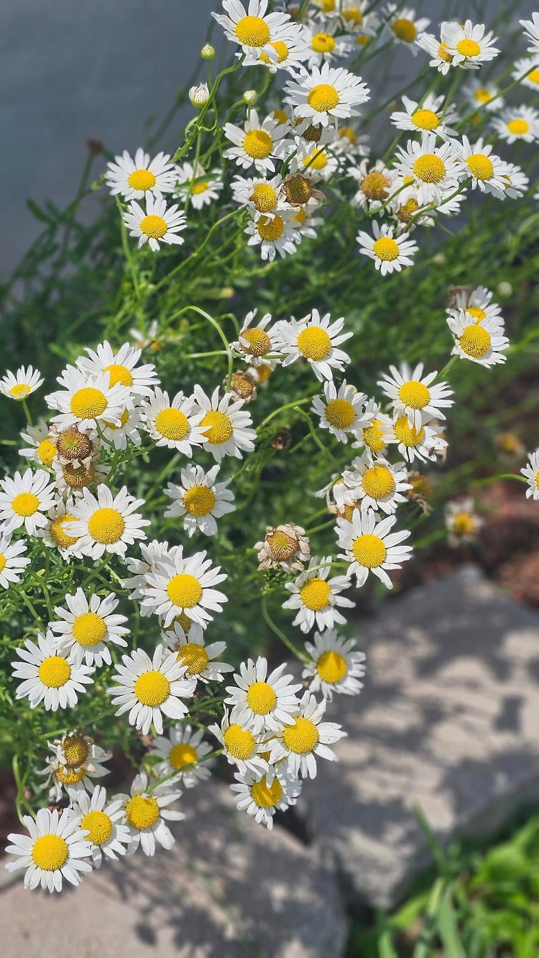 Live Oxeye Daisy Plant in Biodegradable Pot - Etsy