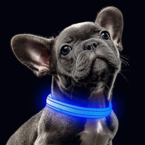 Hunde-LED-Halsband