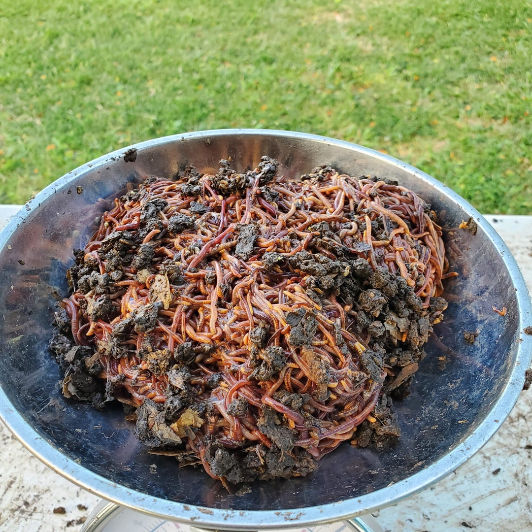 Worm Castings, Worm Vermicast, Compost, Worm Manure