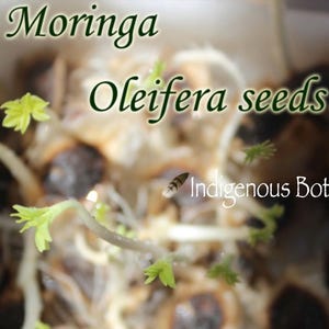 20- GERMINATED Organic Moringa Seeds * Grow Organic  Moringa Trees * FRESH MALUNGGAY Seeds *