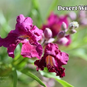 May include: Vibrant magenta Desert Willow flowers with ruffled petals and yellow-striped throats. The blossoms feature delicate, crinkled edges and are surrounded by slender green leaves. The text Desert Willow is visible in the upper right corner.