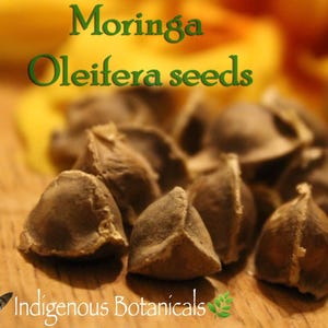 30-Organic Moringa Seeds * Grow Organic  Moringa Trees * FRESH MALUNGGAY Seeds *