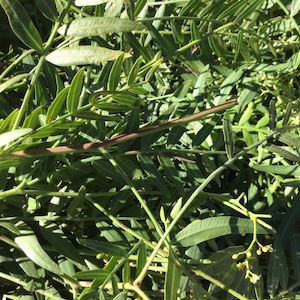 Box California Peruvian Pepper-tree (Pirul Tree) * Organic Fresh Leaf long Cuttings * Smudge Leaves * Aromatherapy *