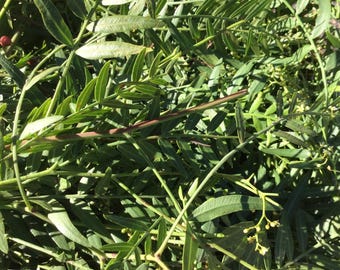Box California Peruvian Pepper-tree (Pirul Tree) * Organic Fresh Leaf long Cuttings * Smudge Leaves * Aromatherapy *