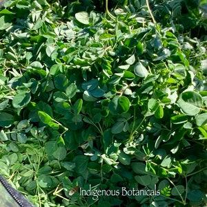 May include: A close-up shot of a large quantity of fresh, green leafy moringa leaves. The leaves are densely packed, filling the frame. The image is well-lit, highlighting the vibrant green color of the leaves. The text "Indigenous Botanicals" is visible in the bottom right corner.