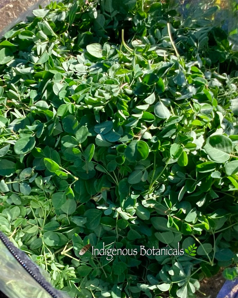 May include: A close-up shot of a large quantity of fresh, green leafy moringa leaves. The leaves are densely packed, filling the frame. The image is well-lit, highlighting the vibrant green color of the leaves. The text "Indigenous Botanicals" is visible in the bottom right corner.