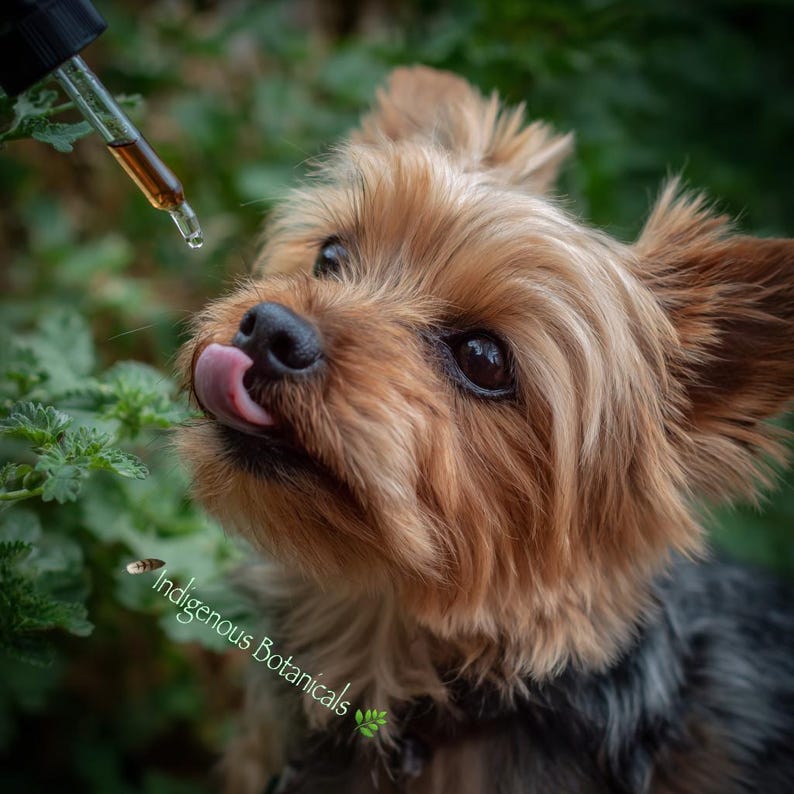 May include: A Yorkshire Terrier with brown and black fur looks up with its tongue out, anticipating a drop from a dropper. The dropper contains a brown liquid. The text "Indigenous Botanicals" is visible in the lower left corner.
