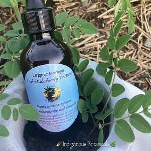 ORGANIC ELDERBERRY + MORINGA  Leaf TIncture! Herbalist Made - Usa Grown - Plant Base - Herbal Extract Elixir - Natural Remedy- Non Gmo Vegan