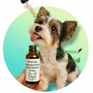 Organic Moringa Tincture for Yorkies, Hypoglycemia & Multivitamin Support * Moringa Drops for Yorkies and Toy Dogs * Pet Supplements image 1
